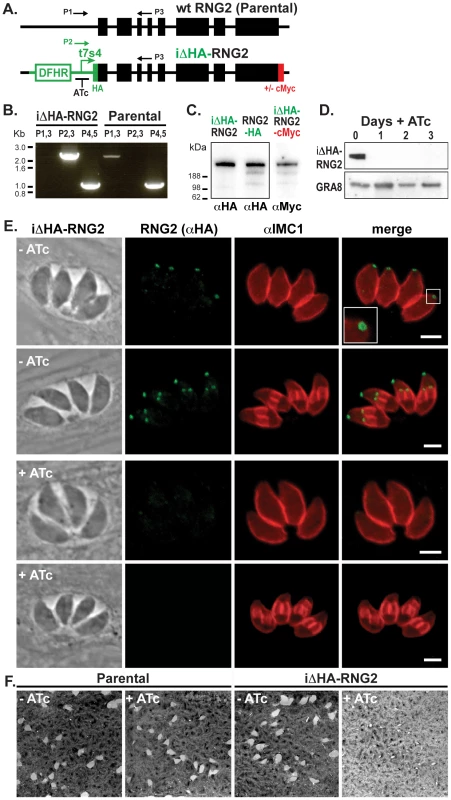RNG2 is required for parasite growth.