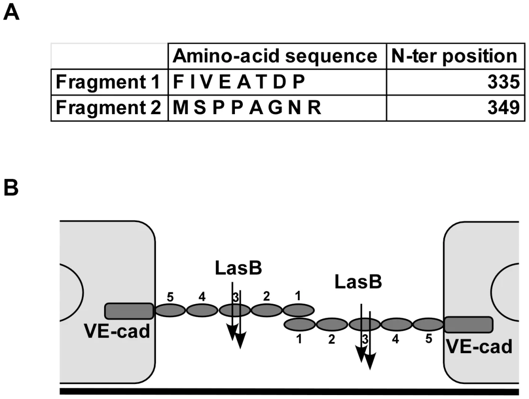LasB cleavage sites in VE-cadherin extracellular domain.