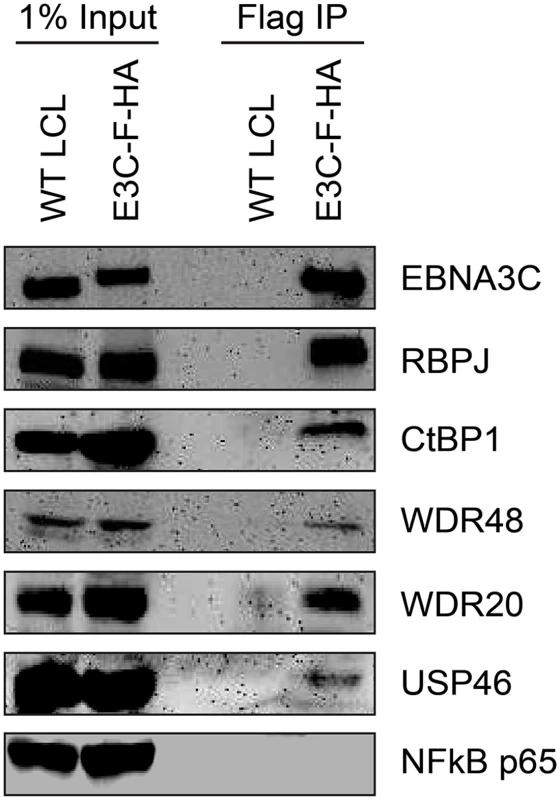 EBNA3C associates with the WDR48/USP46 complex in EBNA3C-F-HA LCLs.