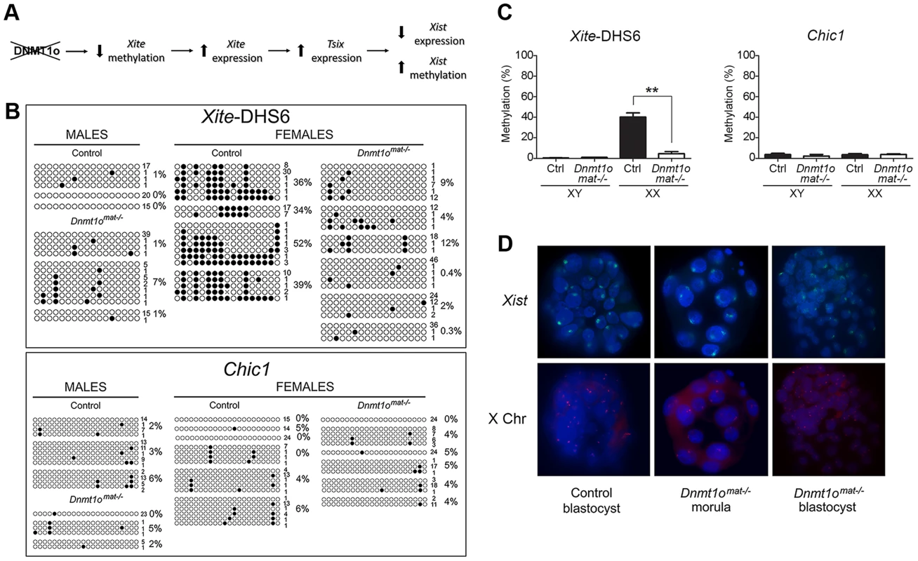 Early <i>Dnmt1o<sup>mat−/−</sup></i> blastocysts exhibit abnormal methylation of <i>Xite</i> but normal <i>Xist</i> expression.