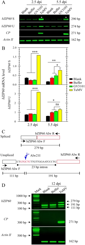 The splicing of <i>bZIP60</i> is induced in response to TuMV infection.