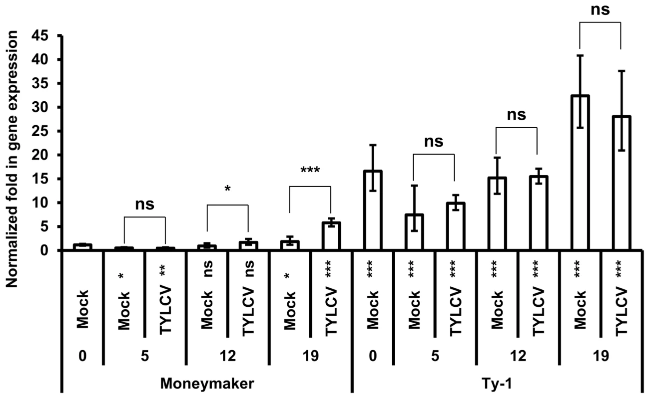 <i>Ty-1</i> expression is elevated in resistant lines.