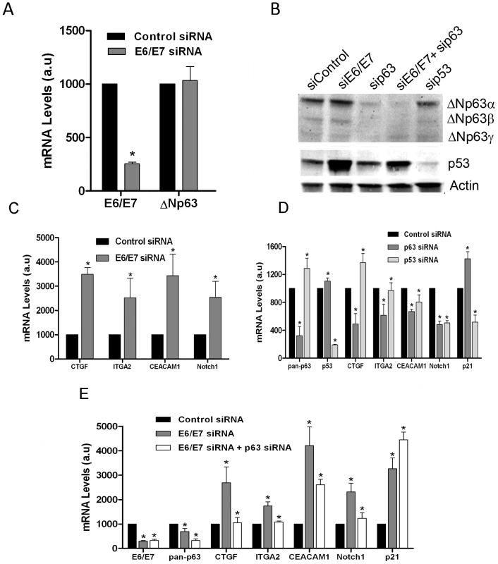 Modulation of a set of adhesion genes in Caski through E6/E7 silencing is dependent on p63.