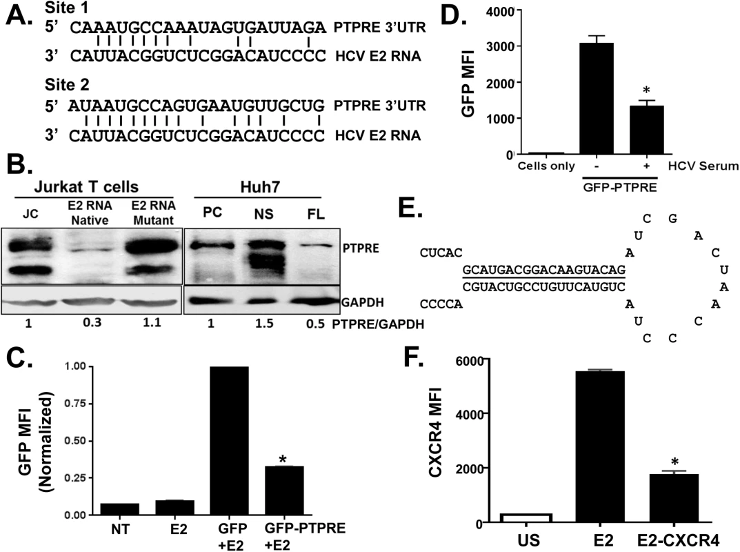 HCV E2 RNA inhibits protein tyrosine phosphatase receptor type E (PTPRE) expression.
