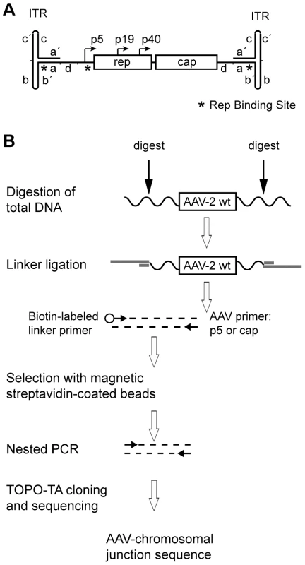Linker-selection-mediated (LSM) PCR for cloning of chromosomal AAV integration sites.