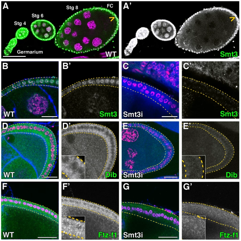 Smt3 is necessary for the expression of Dib and Ftz-f1 in follicle cells.