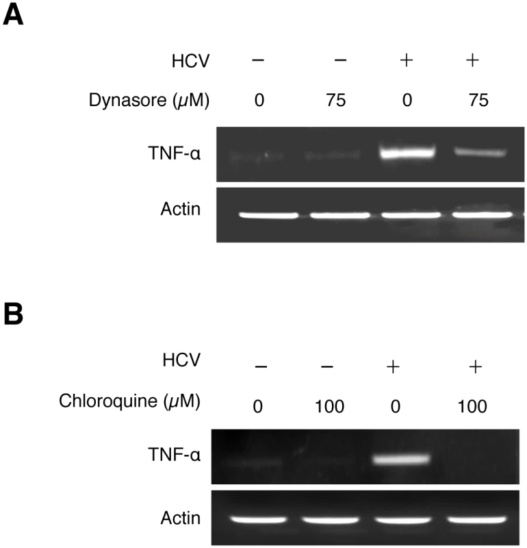 Induction of TNF-α by HCV is dependent on the endocytic pathway.