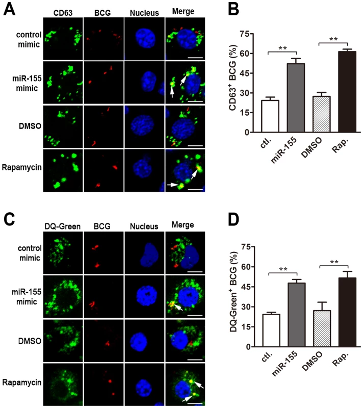 miR-155 promotes mycobacterial phagosome maturation.