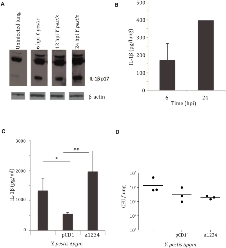<i>Yersinia pestis</i> type III injectisome activates IL-1β and IL-18 cytokines early during lung infection.