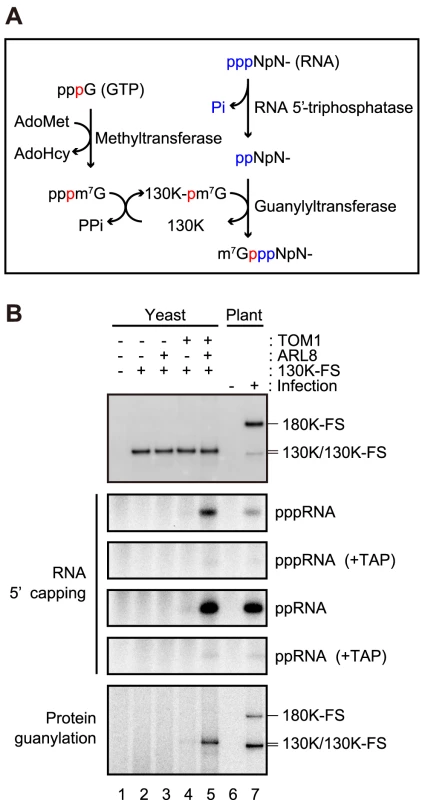 Effects of TOM1 and ARL8 coexpression on RNA 5′ capping functions of ToMV 130K protein.