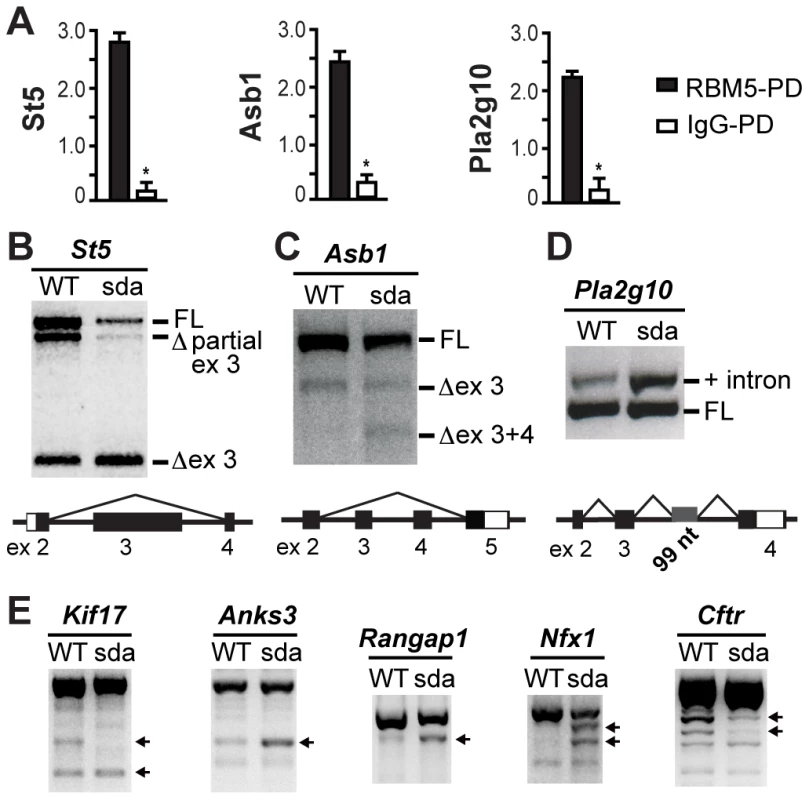 RBM5 RRM2 is required for appropriate pre-mRNA splicing.