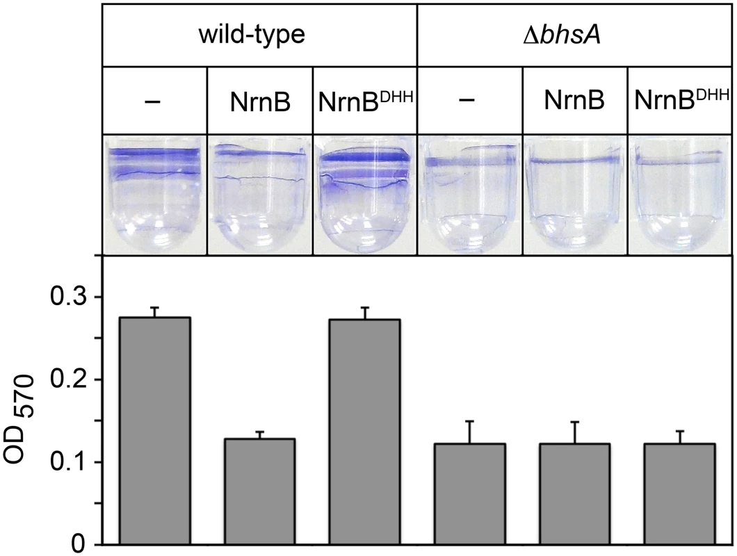 The PDI-dependent increase in <i>bhsA</i> expression contributes to biofilm formation in <i>E</i>. <i>coli</i>.
