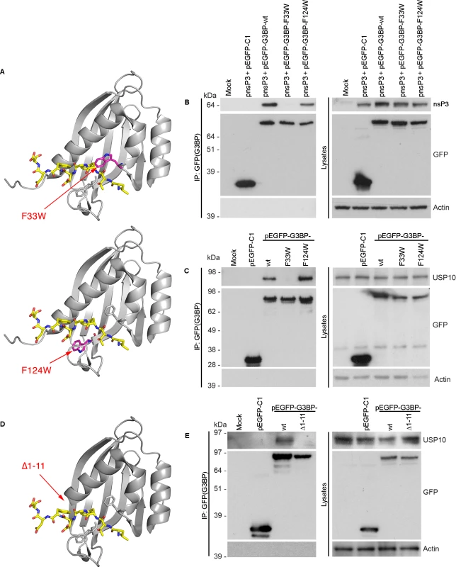 Site-directed mutagenesis in the FGDF peptide binding cleft of G3BP.