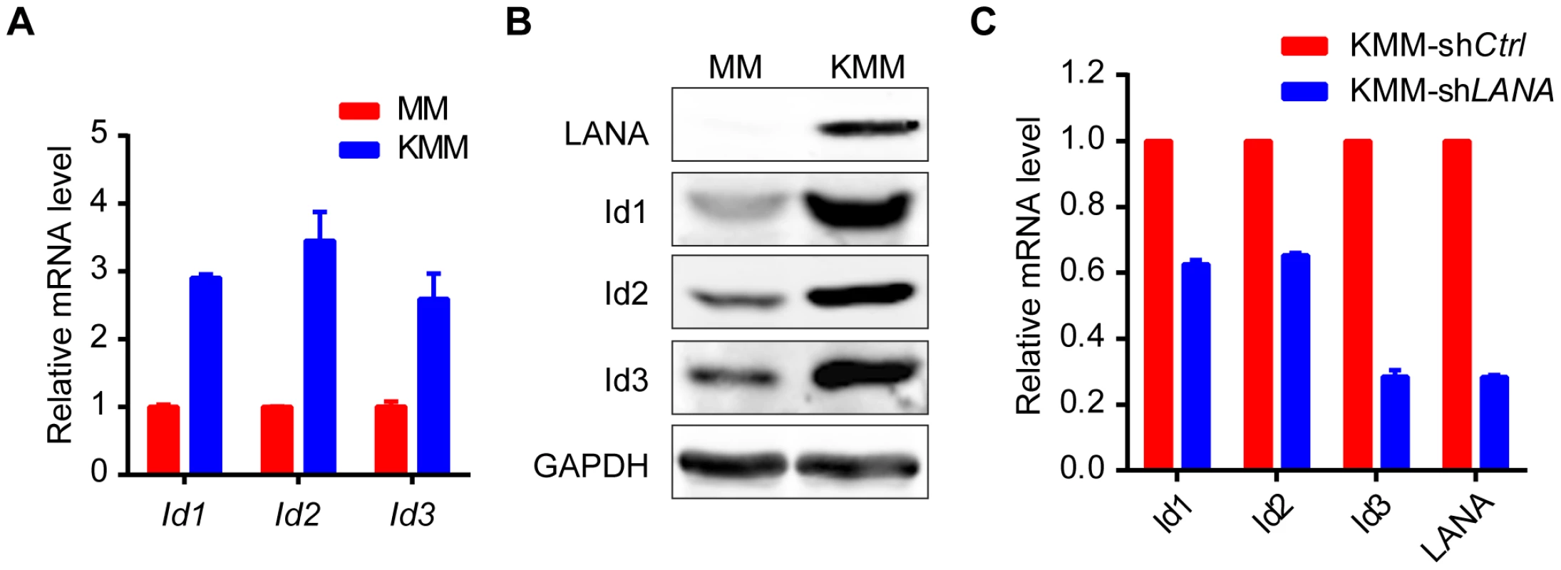 Ids were up-regulated in KSHV-transformed KMM cells.