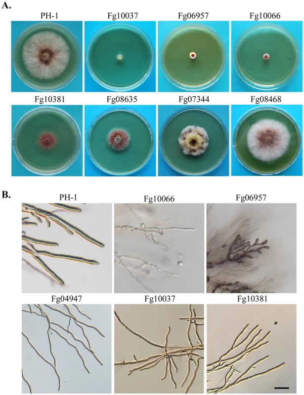 Representative PK mutants with defects in colony morphology and hyphal growth.