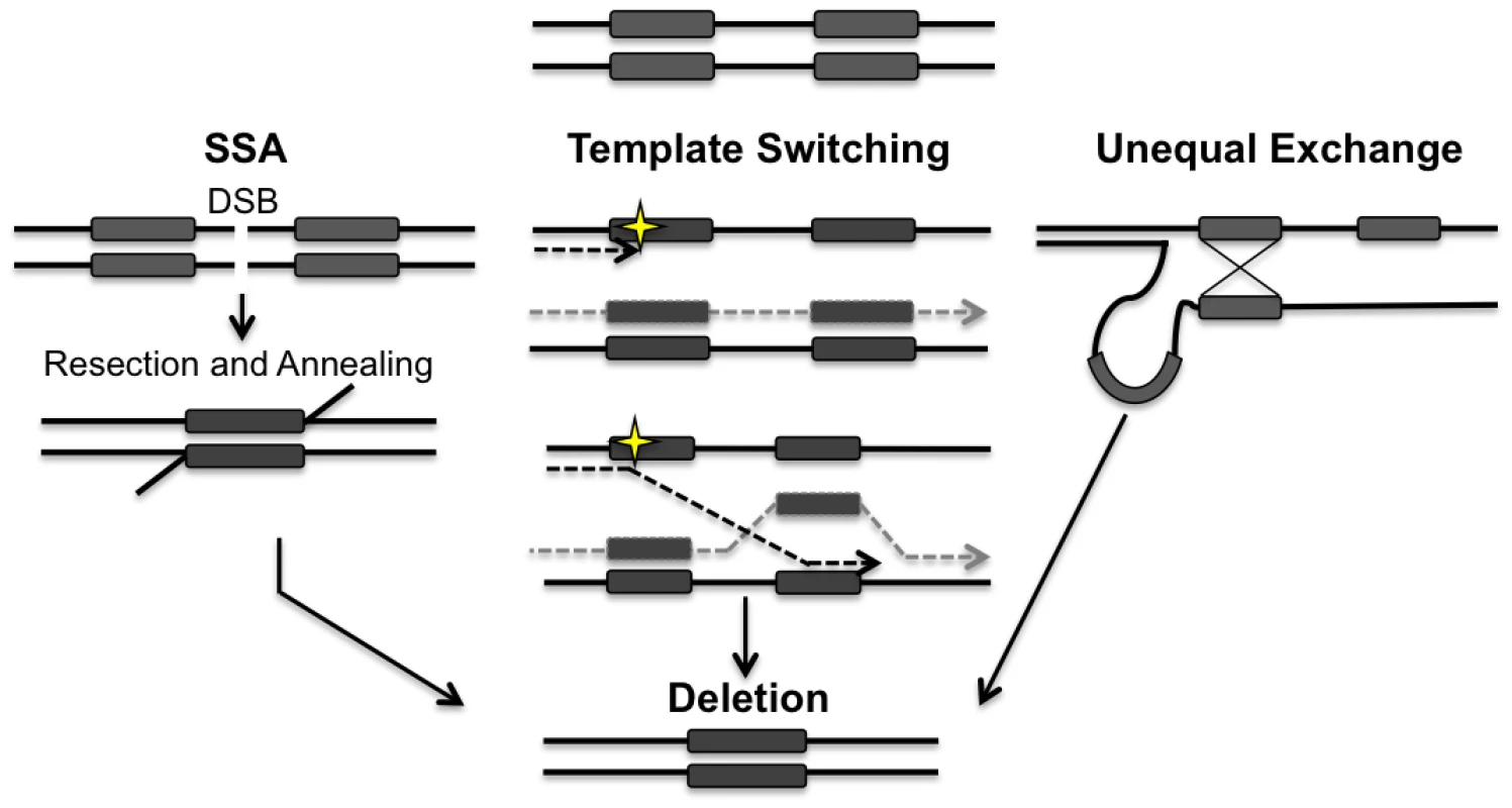 Models for the generation of deletions between directly repeated sequences.