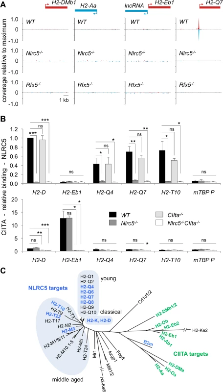 NLRC5 selectively occupies MHCI gene promoters.