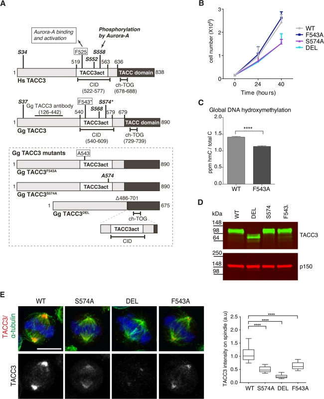 F543 in TACC3 is required for efficient targeting of TACC3 to the mitotic spindle.