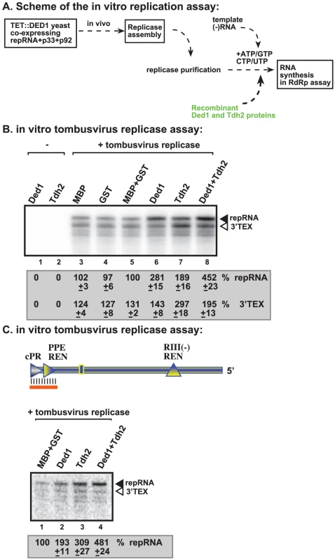 Ded1p and GAPDH (Tdh2p) act synergistically to enhance RNA synthesis by the tombusvirus replicase.