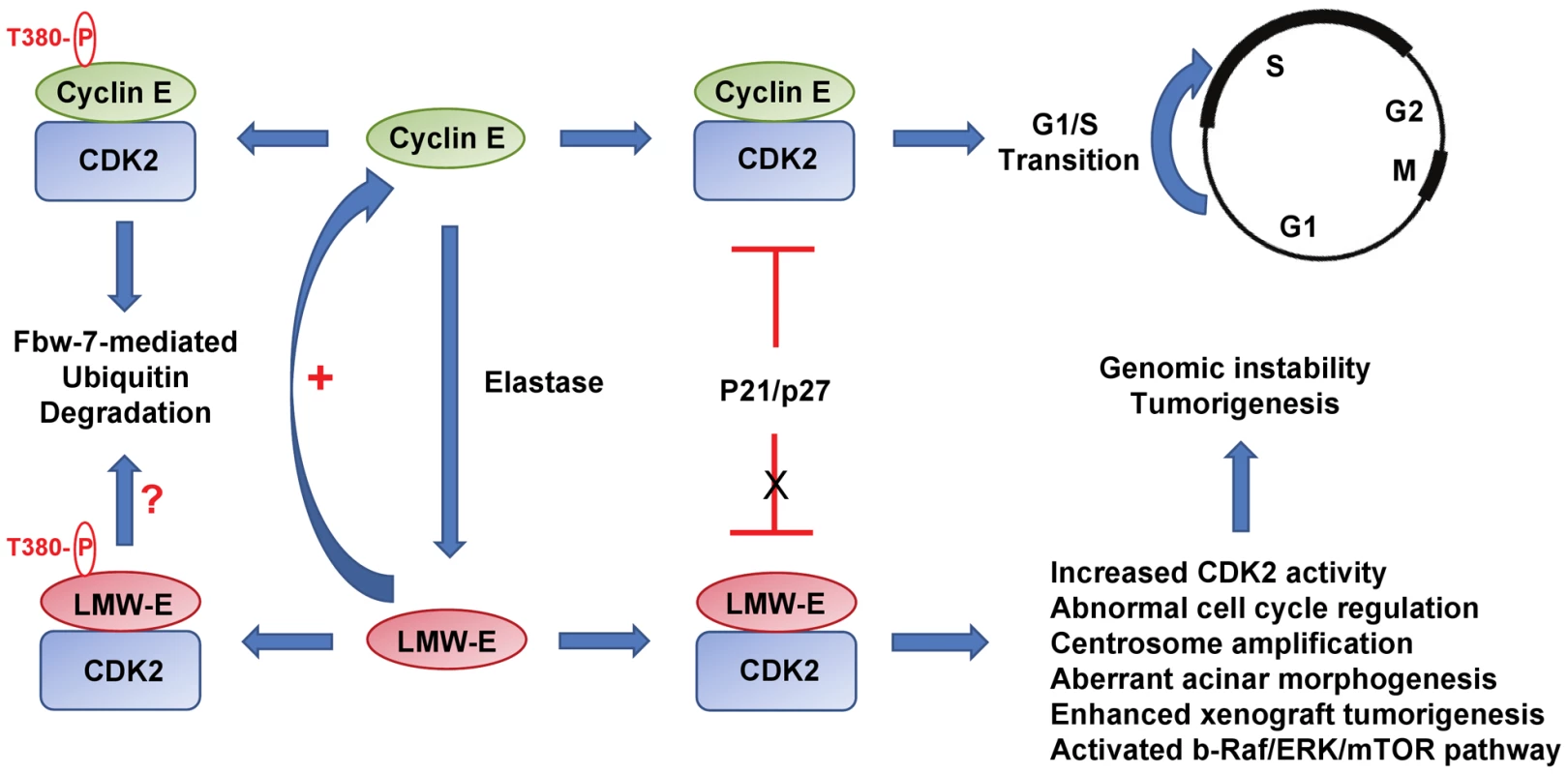 Low molecular weight cyclin E promotes tumorigenesis.