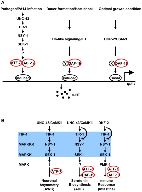 DAF-19 regulation of 5-HT biosynthesis and innate immunity.