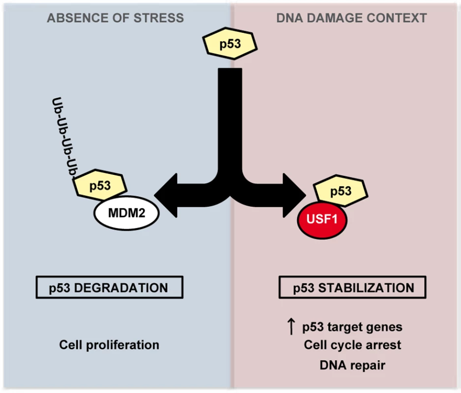 Model of regulation of p53 stabilization by USF1 in response to stress.