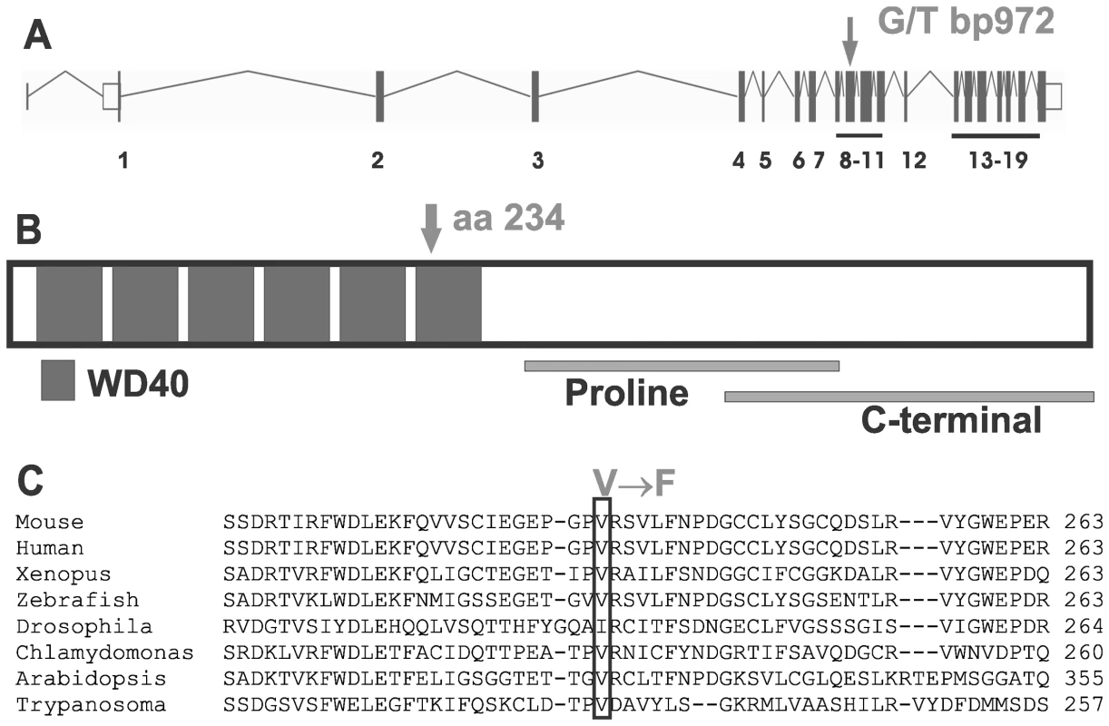The Taily mutation within the <i>Katnb1</i> gene and protein.