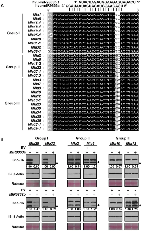 miR9863a and miR9863b.1/b.2 specifically regulate group I <i>Mla</i> alleles.
