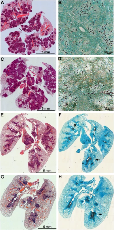 Lungs of mice with chronic granulomatous disease (CGD) or hydrocortisone-treated BALB/c mice inoculated with <i>Aspergillus fumigatus</i> isogenic strains, AFB62 and AFB62F9.
