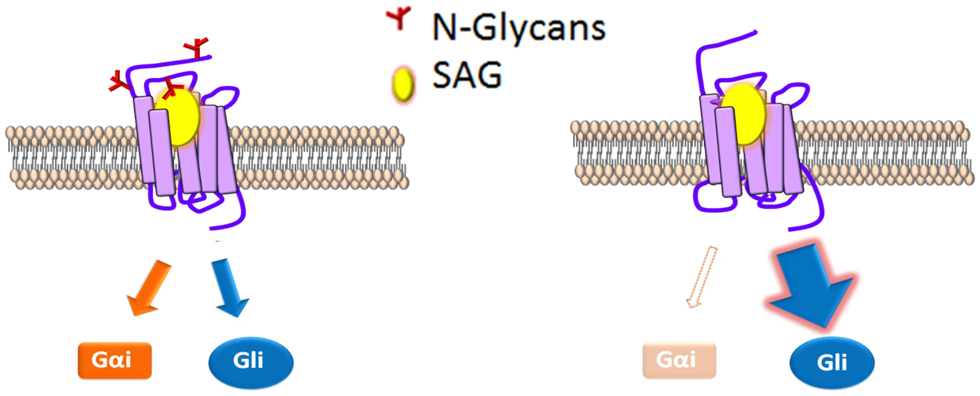 N-glycosylation status correlates with signal bias.