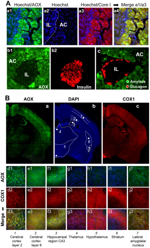 AOX expression territories in the pancreas and brain of the MitAOX mouse.