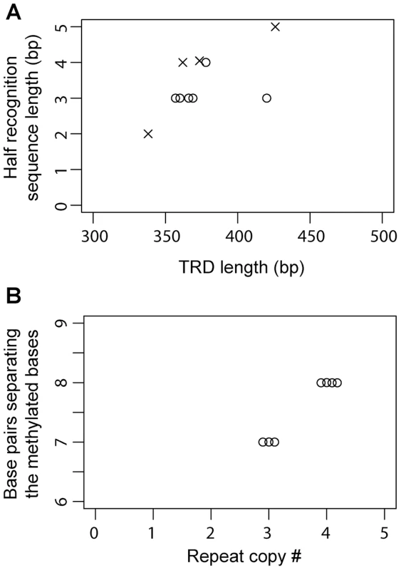 Relationship between TRD structure and recognition sequence in Type I S genes.
