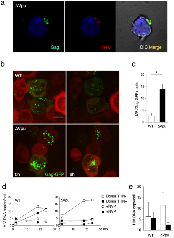 Tetherin promotes transfer of large viral patches and inhibits productive infection.