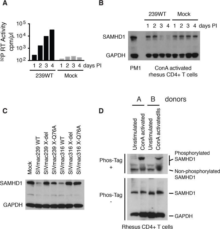 The presence of wild type Vpx correlates with reduced levels of endogenous SAMHD1 in ConA-activated macaque CD4<sup>+</sup> T lymphocytes.