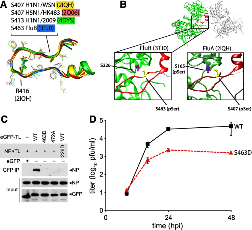 Phosphomimetic mutations in influenza B NP disrupt tail loop-binding groove interaction and attenuate virus replication.