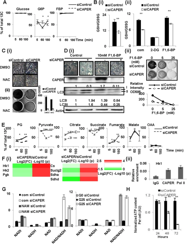 CAPER deficiency decreased carbon flux into glycolysis and TCA cycles leading to defective compensatory mitochondrial respiratory responses.