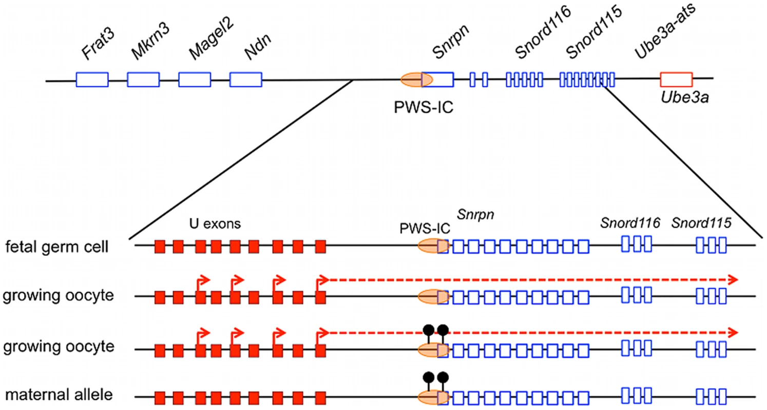 A working model for the establishment of the maternal imprint at the PWS-IC.