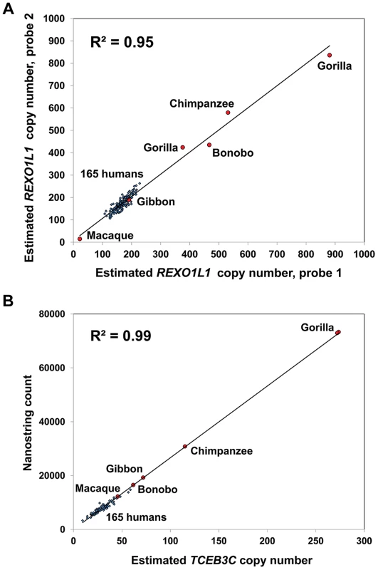 <i>REXO1L1</i> and <i>TCEB3C</i> show extreme variation in copy number among primate species.