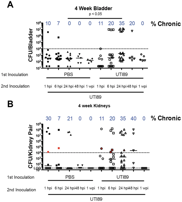 C57BL/6J mice are susceptible to chronic cystitis when superinfected 24 hpi.