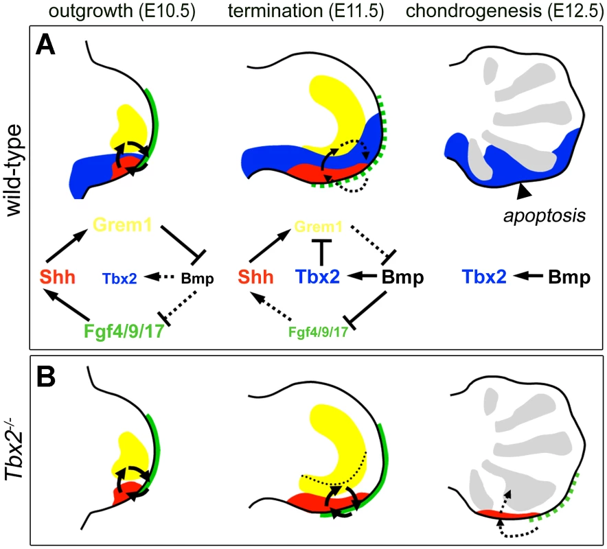 Model of Tbx2 function in the posterior hindlimb mesenchyme.