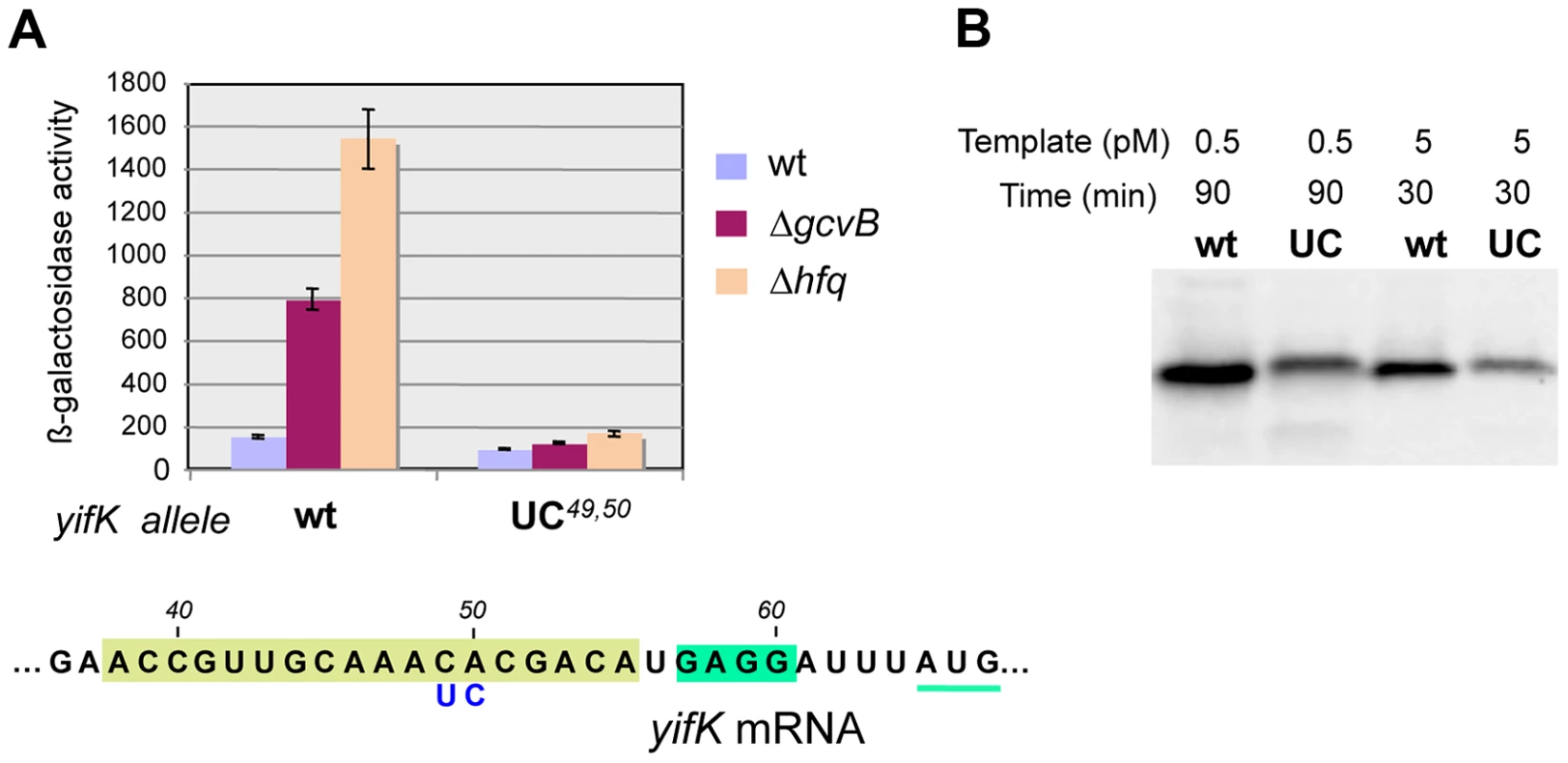 Effect of <i>yifK</i> 5′ UTR's changes on mRNA translation.