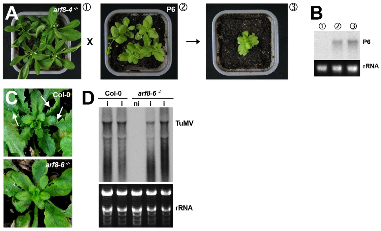 The <i>arf8</i> mutation does not alter the developmental phenotypes caused by the P6 VSR of <i>Cauliflower mosaic virus</i> but strongly reduces those incurred by<i>Turnip mosaic virus</i> infection.