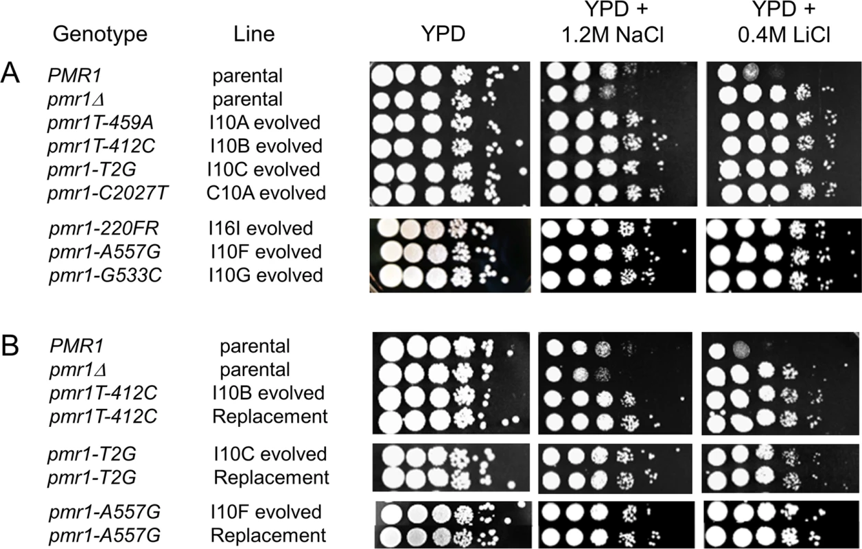 <i>pmr1</i> mutations identified in evolved lines are causative for resistance to 1.2 M NaCl and 0.4 M LiCl.