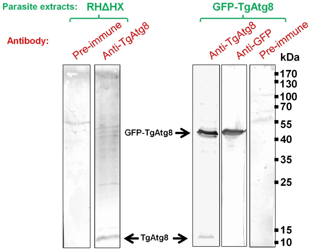 Detection of native and GFP-fused TgAtg8.