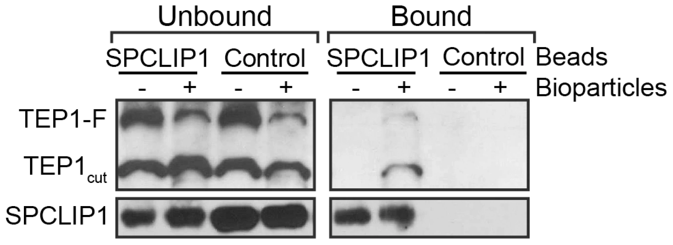 SPCLIP1 and TEP1 interact after challenge with <i>E.</i> <i>coli</i> bioparticles.