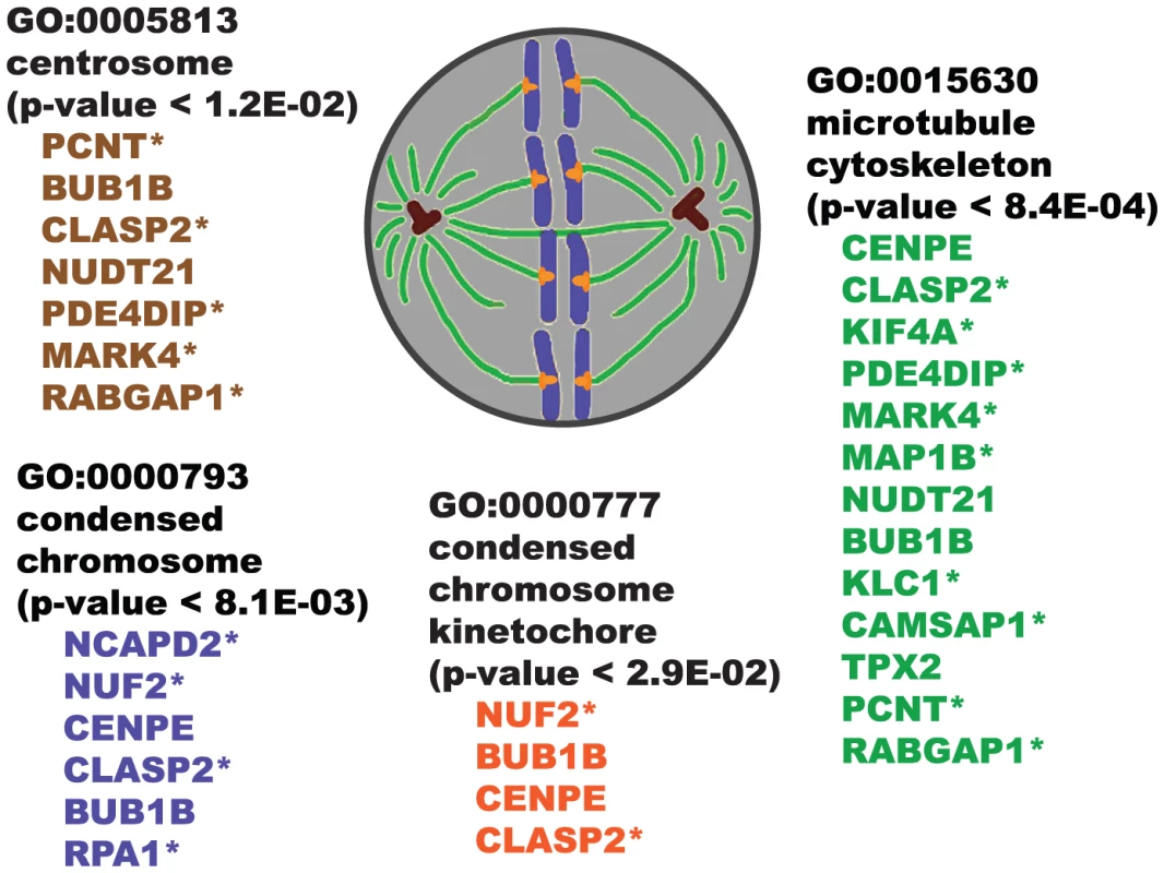 Illustration showing overrepresented GO “cellular component” categories for SWI/SNF co-purifying proteins.