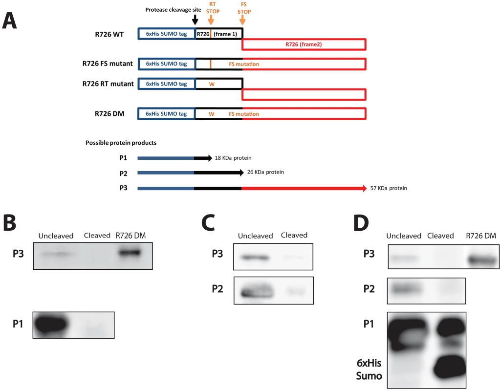 Schematic representation of the Mimivirus R726 gene constructs and Western blots.