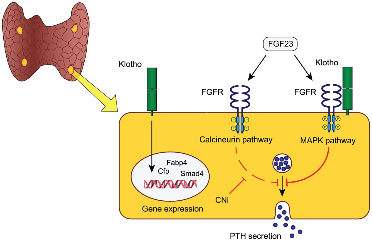 Proposed model of FGF23-Klotho function in parathyroid glands.