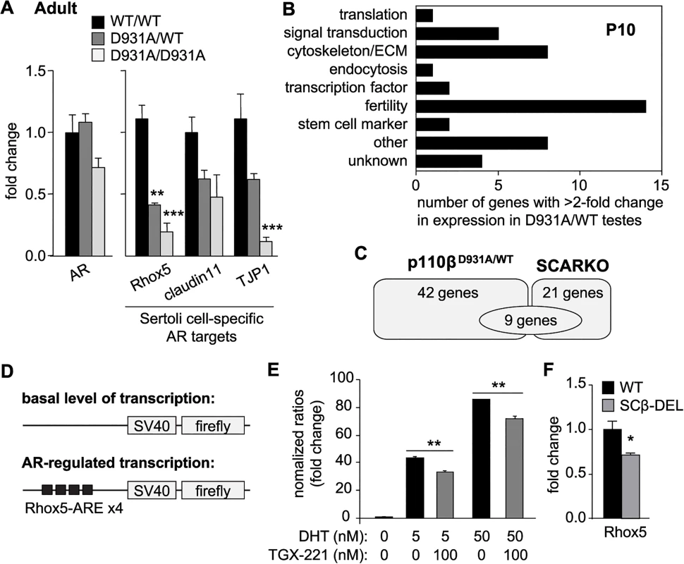 p110β activity regulates AR mRNA targets specifically in SCs.