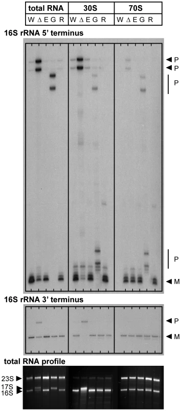 16<i>V. cholerae</i> mutant strains with transposon insertions in genes encoding RNase E (<i>rne-</i>CTD::Tn), RNase G (<i>rng</i>::Tn), or RNase R (<i>rnr</i>::Tn).